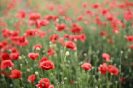 Red abundant blooming blurred poppies in a green spring field in a countryside.の写真素材