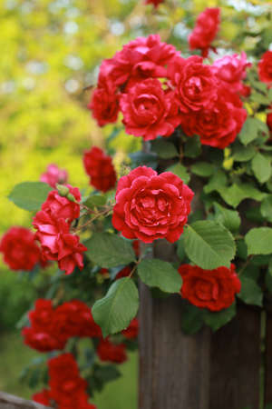 Beautiful red rose bush abundant blooming in summer garden in contryside.の写真素材