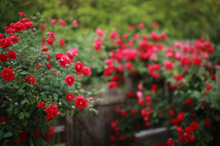 Beautiful red rose bush abundant blooming in summer garden in contryside, blurred tilt-shift shot,の写真素材