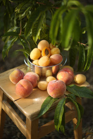 Ripe biological peaches and apricots in vase on the handmade wooden chair in the orchard in countryside.の写真素材