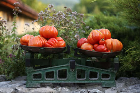 Pile of red juicy italian ripe tomatoes on the old scalepan among green oregano herb.の写真素材