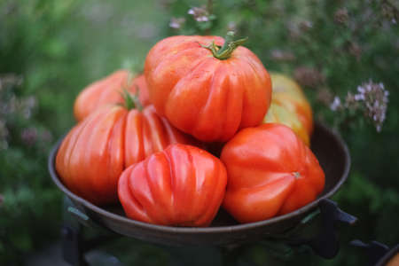 Pile of red juicy italian ripe tomatoes on the old scalepan among green oregano herb.の写真素材