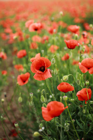 Red abundant blooming poppies in a green spring field in a countryside.の写真素材