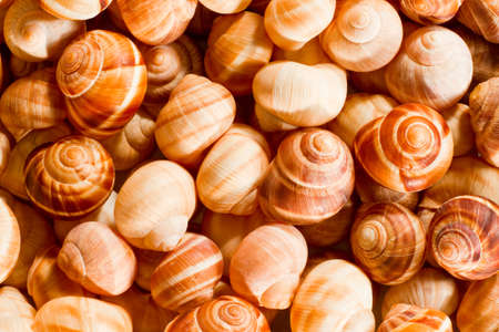 Empty Escargot Shells