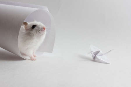 Jungar hamsterの写真素材