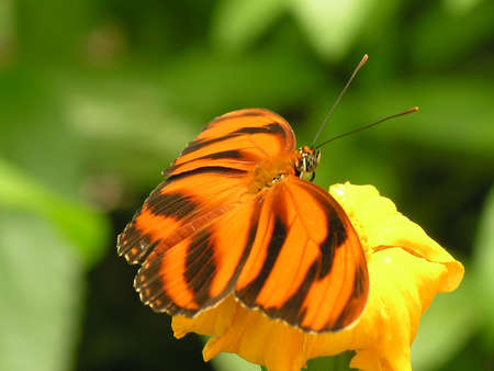 butterfly