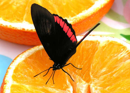 butterflyの写真素材