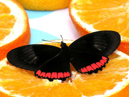 butterfly
