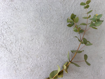 Eucaliptus leaves on a background with copy space. product placement display. Abstract natutal backdropの写真素材