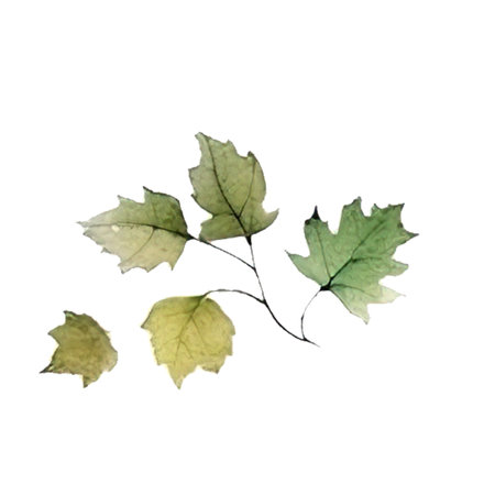 Autumn leaves. Harvest illustration. Hand painted. For fall season flyers,presentations, reports promotion,web and leaflet, card, poster. invitations.Trendy fall banners.の写真素材