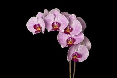 Beautiful pink orchid on the black backgroundの写真素材