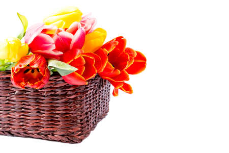 bouquet of tulips in a wicker basket on a white backgroundの写真素材