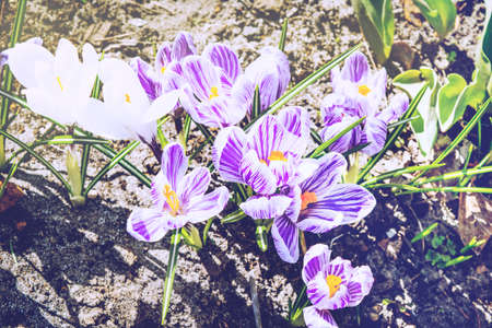 flowerbed white purple crocuses in spring on background of green grassの写真素材