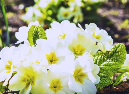 primrose flowers in the garden on a spring dayの写真素材