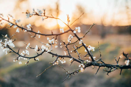 branch of a blooming apple tree in a close-up plan at sunsetの写真素材