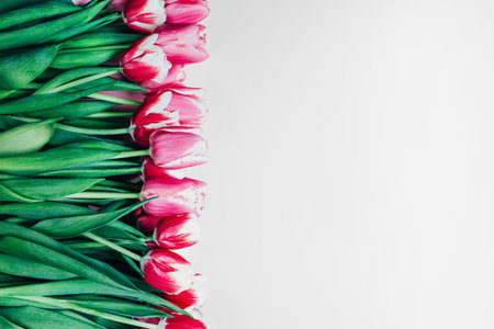 bouquet of pink tulips close-up top view on a white background with free space for an inscriptionの写真素材