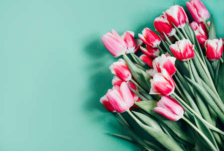 top view of pink tulips on green background with free spaceの写真素材