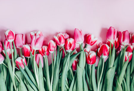 top view of pink tulips on pink background with free spaceの写真素材