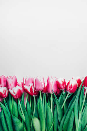 top view of pink tulips on white background with free spaceの写真素材