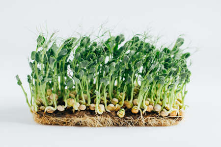 Microgreens sprouts isolated on white background. Vegan micro sunflower greens shoots, microgreens closeup, Growing sprouted sunflower seeds, minimal designの写真素材