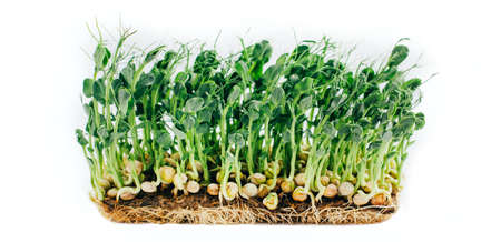 Microgreens sprouts isolated on white background. Vegan micro sunflower greens shoots, microgreens closeup, Growing sprouted sunflower seeds, minimal designの写真素材