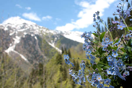 Blue forget-me-nots with snowy mountains, blue sky with some white clouds and green trees on the...