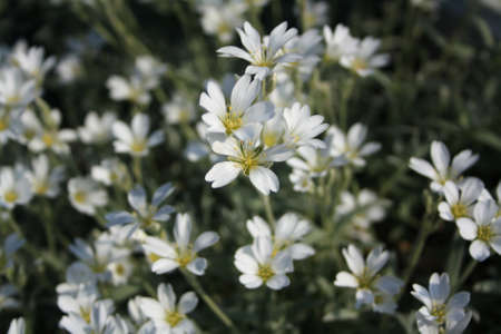 Closeup of wild flowers. White star-shaped stitchwort or stellaria on green grass background.