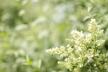 Blooming shrub with white little flowers. Spring time blossom with green background for copy space.の写真素材