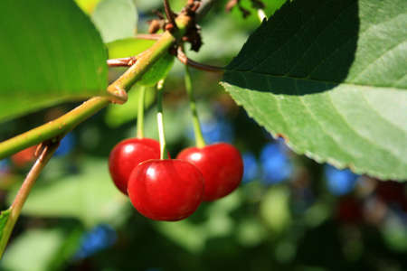 Three red cherries on the branch with leaves.