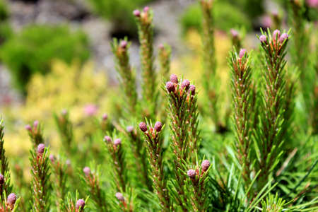 Young pine cones on the branches of a pine tree in early June. Natural blurred background.