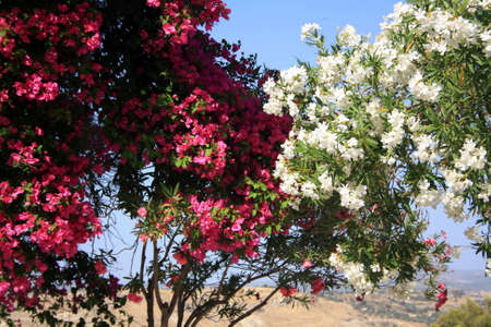 Flowering white and pink oleander bushes. Blossom fragrant oleander flowers.の写真素材