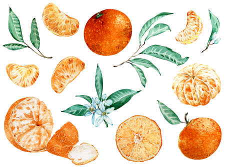 Watercolor illustration of tangerine fruit, leaves and flowers. Clip-art for design or print.