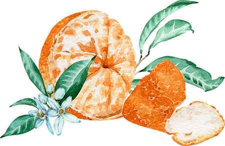 Peeled tangerine with flowers and leaves isolated on white background. Watercolor illustration.の写真素材