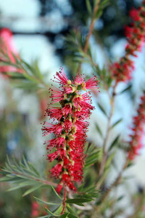 Callistemon or bottle brush flower. An Australian native plant. Close-up of red needle-like flower on the green shrub in early summer.の素材 [FY310126018446]