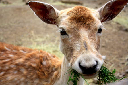 Young deer eating fresh grass in the zoo. A deer head with big ears.