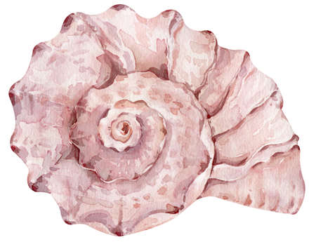 Watercolor creamy pink seashell isolated on the white background for your menu or design. Hand-drawn illustration.の写真素材