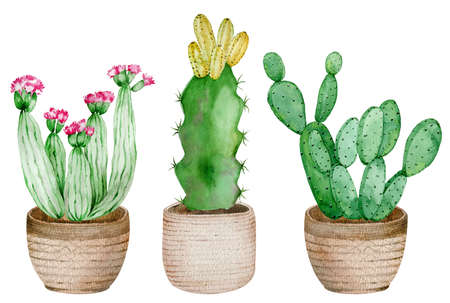 Potted Cactuses isolated on the white background. Watercolor hand drawn set illustration. Home decoration and indoor design.の写真素材