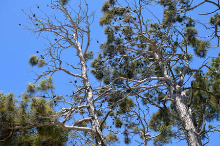 An old and fresh pine tree trunks against blue sky. Pine with green fir needles.