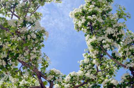 Beautiful hawthorn shrub blossom with blue sky on the background. Hawthorn flowers blooming on...
