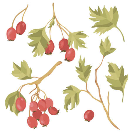Watercolor illustration of hawthorn - shrub or small tree of the genus Crataegus, its red berries and green leaves on branches. botanical art. clipart.のイラスト素材
