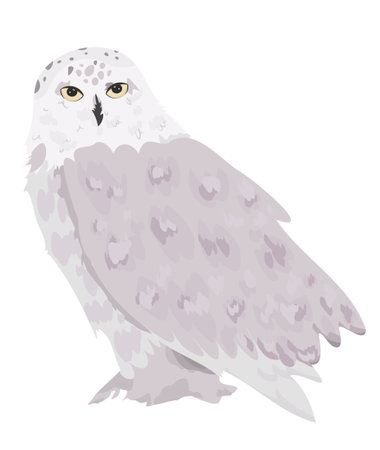 White snowy owl isolated on a white background. vector illustrationのイラスト素材