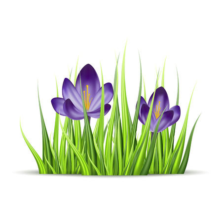 Vector realistic flower of crocus and green grass. Isolated object on white background. Gradient mesh toolのイラスト素材