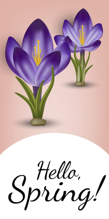 Vector realistic spring flower crocus. Use for postcards, banners, backgrounds. Gradient mesh toolのイラスト素材