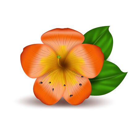 Vector realistic tropical hawaiian flower. Orange hibiscus isolated object on a white background. Summer paradise. Botanical nature illustration.のイラスト素材