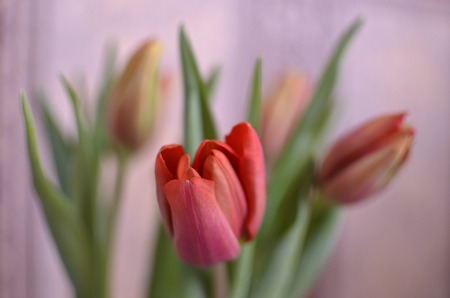 colorful tulip flowers pink backgroundの写真素材
