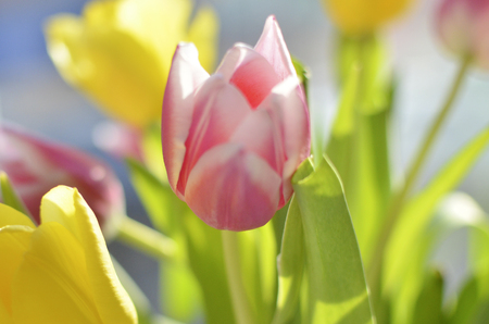 colorful bouquet of tulips on the background of the window, yellow and pink spring flowersの写真素材