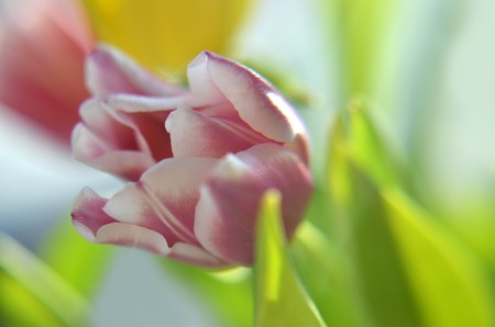 colorful tulip flowers background, blurred flowers.の写真素材