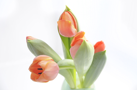 colorful tulip flowers background, blurred flowers.の写真素材