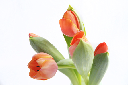 colorful tulip flowers background, blurred flowers.の写真素材
