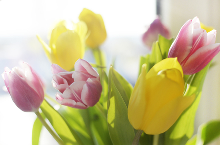 colorful tulip flowers background, blurred flowers.の写真素材
